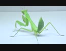 [閲覧注意!!]　再編集　ハラビロカマキリ(幼虫）にゴキブリを食べさせてみた。 (Hierodula patellifera)