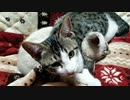 スーパーねこねこだいしゅきホールド！
