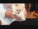 ポメラニアン　モモ（子犬）の甘噛み