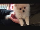 撫でられるポメラニアン　モモ（子犬）