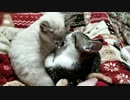 仲良い兄弟にゃんこっこ