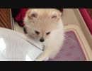 腕にまとわりつくポメラニアンモモ（子犬）