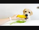 【咀嚼音】DOG ASMR Labrador ラブラドル【ASMR】