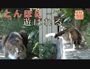 とんぼにもて遊ばれる猫
