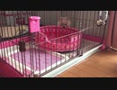 ポメラニアンモモ（子犬） vs 寝床
