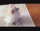 お座りちょい待てポメラニアンモモ（子犬）