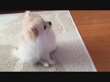 人気の ポメラニアん 動画 921本 18 ニコニコ動画