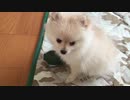 手榴弾で遊ぶ軍用犬ポメラニアンモモ（子犬）