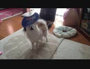 うちわとポメラニアンモモ