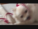 ポメラニアンモモ vs リード