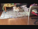 ボールにおやつを入れてほしいポメラニアンモモ