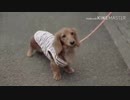 突然アサルトテンちゃんになるテンちゃん.37kb