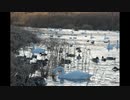 白鳥さんせいしが