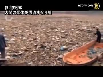 ブタ・アヒル・ヒトの死体であふれた川