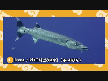 【ポケモン剣盾】水族館パでワイワイバトル：１【シングルカジュアル】