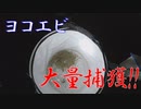 クリスマスにヨコエビを捕まえに夜の海にいってきた＋探索