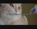 SCP-2643 - A Remembered Pet／SCP-2420 - A Good Dog