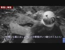SCP-Tale：緊張と解放