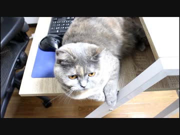 【ショック！】飼い猫をナデナデしようとした結果！