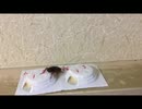 ホウ酸団子を喰らうゴキブリ