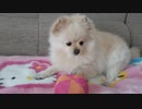 おもちゃで遊ぶポメラニアンモモ