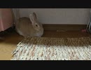 おやつ大好きなうさぎさんが新しい言葉を覚えました