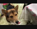 まったりご飯の時間待ち　日替わりワンタ【犬癒し】