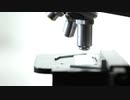 池本康弘　Microscope