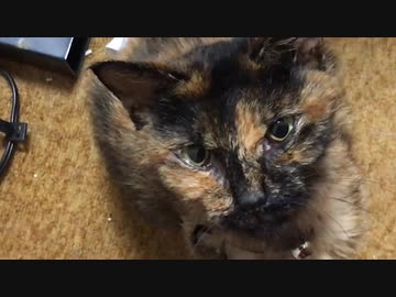 世界の片隅で保護された保護猫、緩和ケア中に子猫返りを見せる