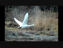 白鳥　ニコニコ用　nikon D70