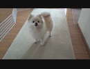 散歩開始を察したポメラニアンモモ