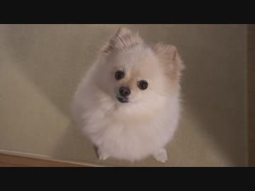 首を傾げるポメラニアンモモ