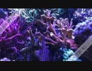 online_corals