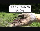 最高のTKG4　The road to Golden 'Rice with raw egg'!!!　ep4