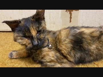 世界の片隅で保護された猫、毛皮を脱いで休息のとき