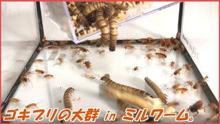 大量のゴキブリに大量のミルワームを与えたら、たくさん食べた。