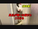 【音量注意】風呂嫌いの猫の超覚醒鳴きと超脱走劇！白黒猫のプリズンブレイク！