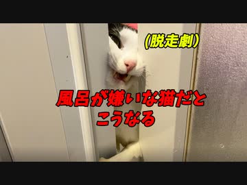 【音量注意】風呂嫌いの猫の超覚醒鳴きと超脱走劇！白黒猫のプリズンブレイク！