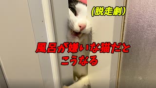 【音量注意】風呂嫌いの猫の超覚醒鳴きと超脱走劇！白黒猫のプリズンブレイク！