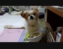 ガツガツ食べるワンコ（パピヨン）6