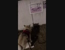 真っ向から挑む反社会的勢力。