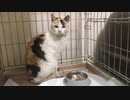 猫の秘密組織NNN、我が家に最強の刺客を送り込む