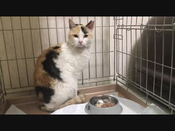 猫の秘密組織NNN、我が家に最強の刺客を送り込む