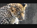 アムールヒョウの赤ちゃん