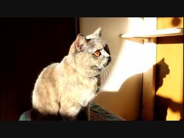 猫と影遊び♪
