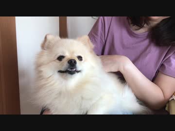 膝の上でくつろぐポメラニアンモモ