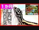 【ベタ慣れ⁉】爬虫類イベントでお迎えしたレオパが可愛すぎた！【一カ月経ちました】