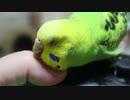 プロコンインコ