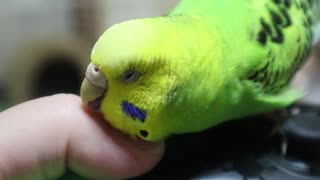 プロコンインコ