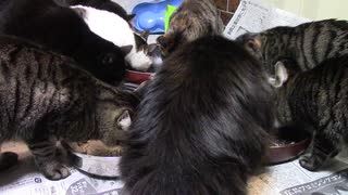 ことしさいごのおやつ【蒼民家の猫々】